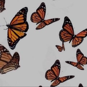 Meet your Posher, Bella